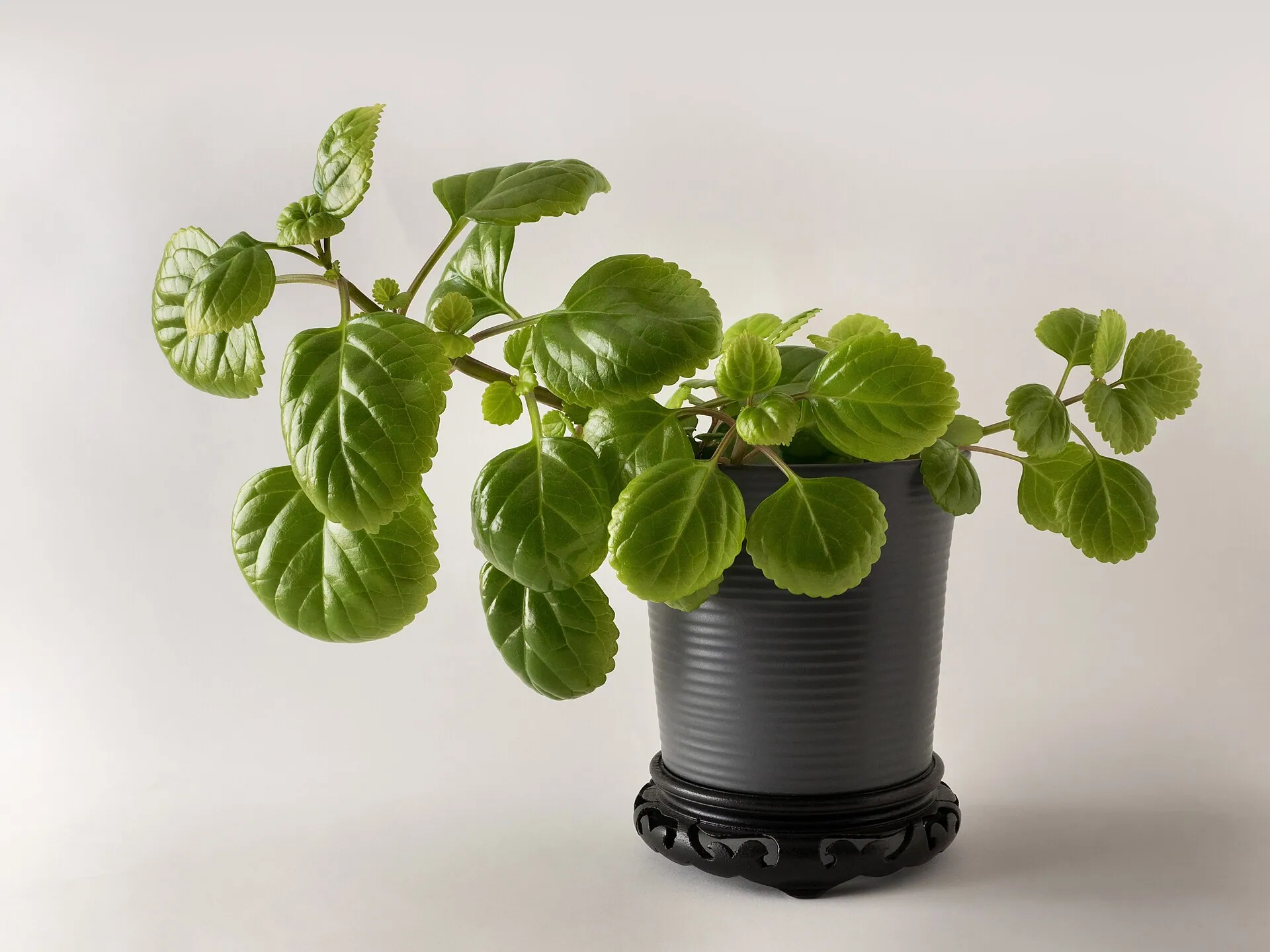 Plante verte dans un pot gris, sur fond clair